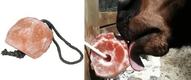 Sale-Himalaya-per-il-cavallo-1 Perché i cavalli hanno bisogno del sale?