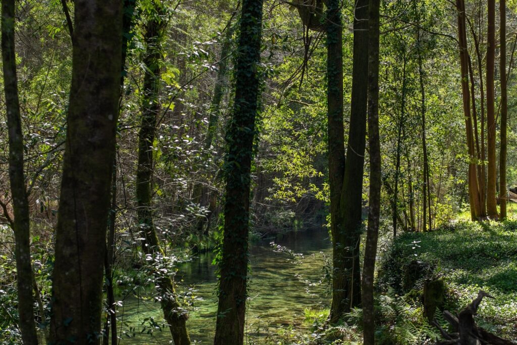 featured-image-5-1024x683 I benefici nascosti della connessione con il verde