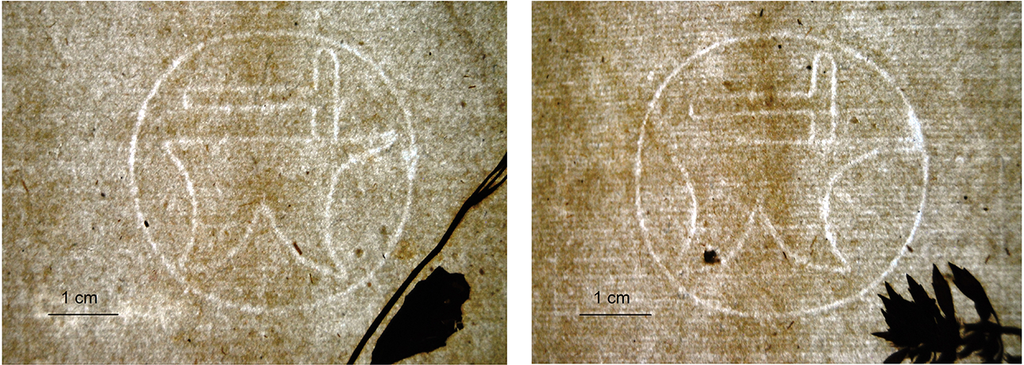 3-1024x365 Un giardino che non appassisce: la storia dell’erbario antico di quasi 500 anni